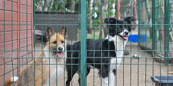 Landestierschutzverband Brandenburg: Tiere sind keine Geschenke für Weihnachten