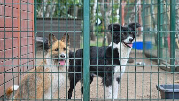 Landestierschutzverband Brandenburg: Tiere sind keine Geschenke für Weihnachten