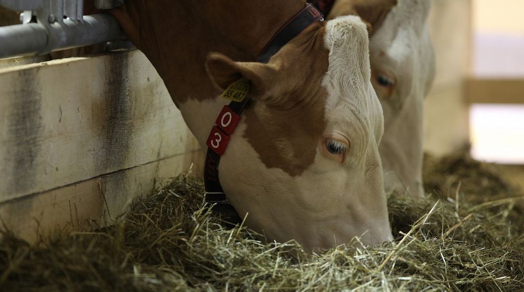 Erzeugerpreise landwirtschaftlicher Produkte gesunken