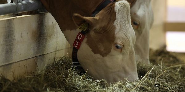 Erzeugerpreise landwirtschaftlicher Produkte gesunken