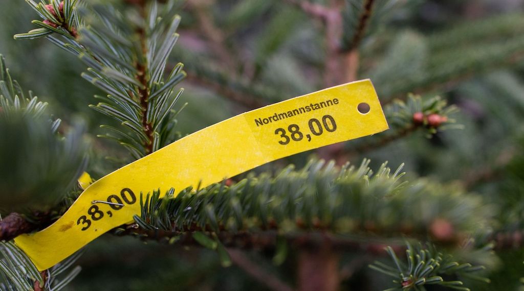 Weihnachtsbäume gestohlen: Täter schlagen in Oranienburg zu