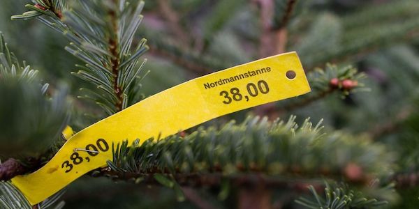 Weihnachtsbäume gestohlen: Täter schlagen in Oranienburg zu