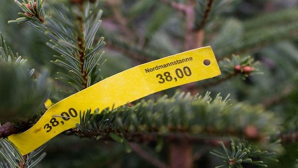 Weihnachtsbäume gestohlen: Täter schlagen in Oranienburg zu