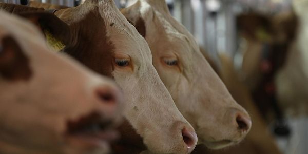 Milchkuhhaltungen in NRW werden größer - Bestand steigt