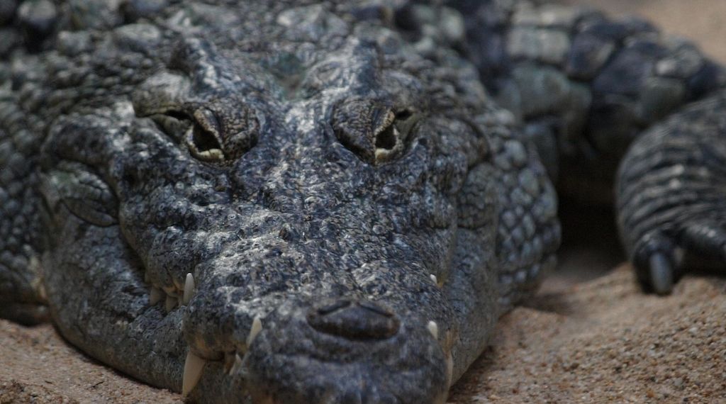 Frankfurter Zoo wird mit Drei-Säulen-Konzept umfassend modernisiert