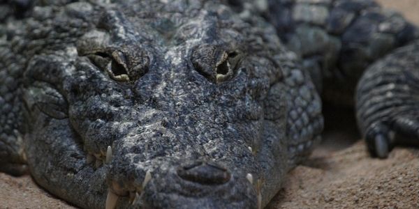 Frankfurter Zoo wird mit Drei-Säulen-Konzept umfassend modernisiert