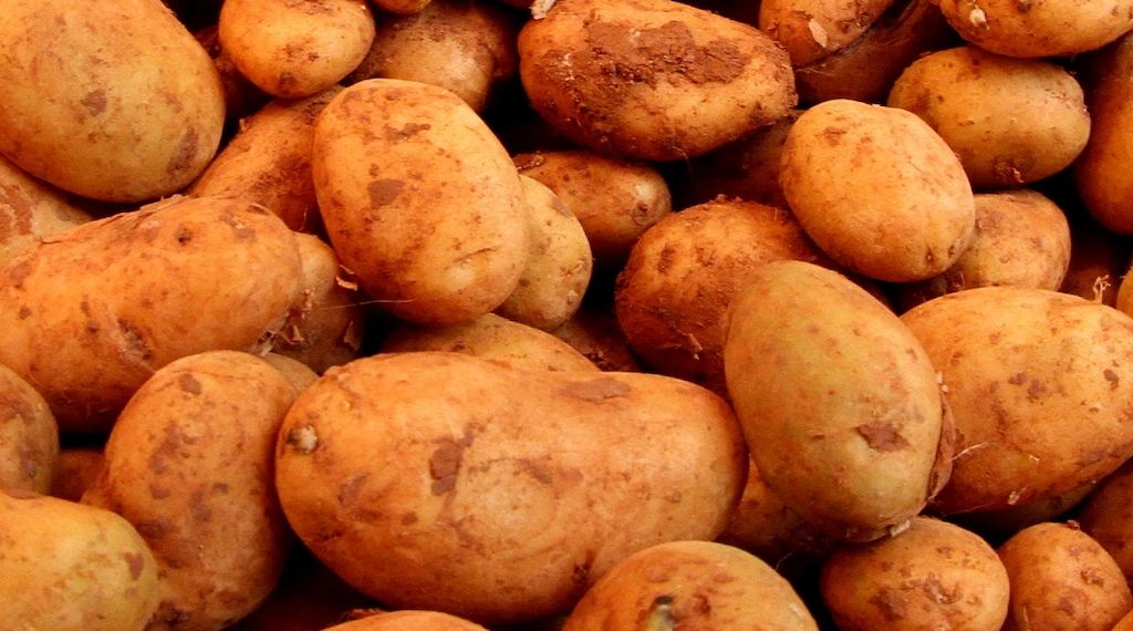 Kartoffelernte in Brandenburg übertrifft langjähriges Mittel