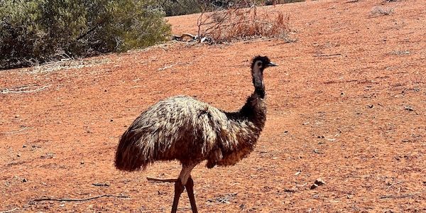Emu auf Abwegen: Laufvogel in der Prignitz ausgebüxt