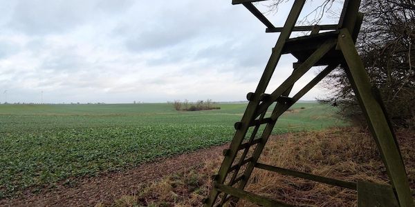 CDU fordert Aufnahme des Wolfs in Hamburger Jagdgesetz