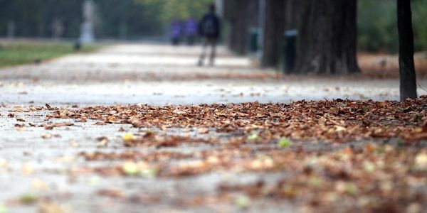 Berlin führt als erstes Bundesland Baumgesetz ein