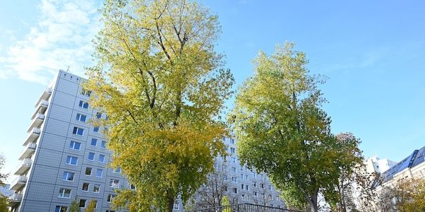 Eine Million Stadtbäume sollen Berlin grüner machen