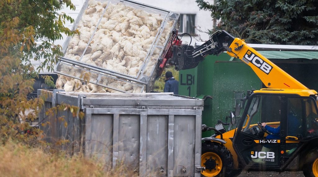 Vogelgrippe – Zoo und Tierpark Berlin in Sorge