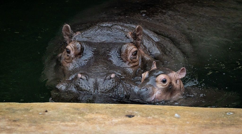 Besucher können Flusspferd-Baby ab Freitag im Berliner-Zoo sehen