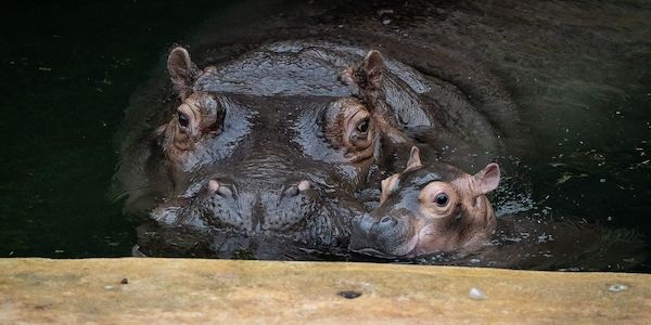 Besucher können Flusspferd-Baby ab Freitag im Berliner-Zoo sehen