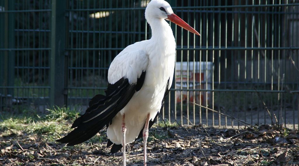 NRW-Umweltminister in Sorge um Störche