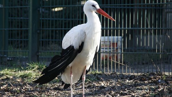 NRW-Umweltminister in Sorge um Störche