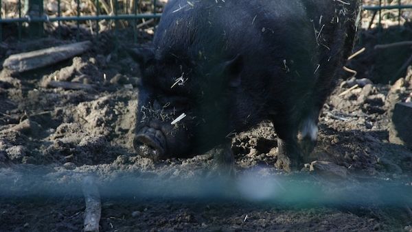 Schweinebestand leicht gewachsen - erneut weniger Betriebe