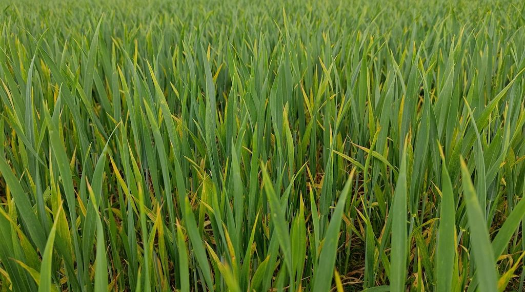 Anbau von Wintergetreide stagniert