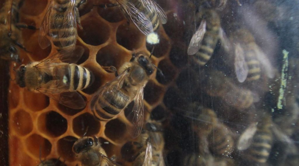 Land will Kommunen und Imker bei Bekämpfung der Asiatischen Hornisse unterstützen