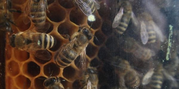 Land will Kommunen und Imker bei Bekämpfung der Asiatischen Hornisse unterstützen