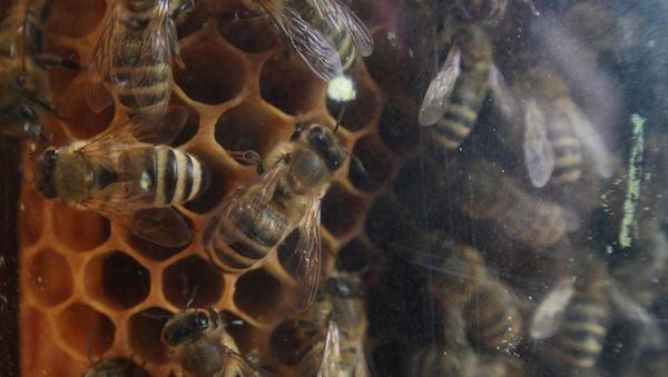 Land will Kommunen und Imker bei Bekämpfung der Asiatischen Hornisse unterstützen