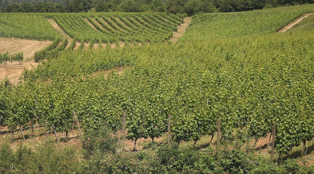 Bauernpräsident Rukwied: "Weinbau ist in der größten Krise"