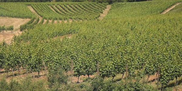 Bauernpräsident Rukwied: "Weinbau ist in der größten Krise"