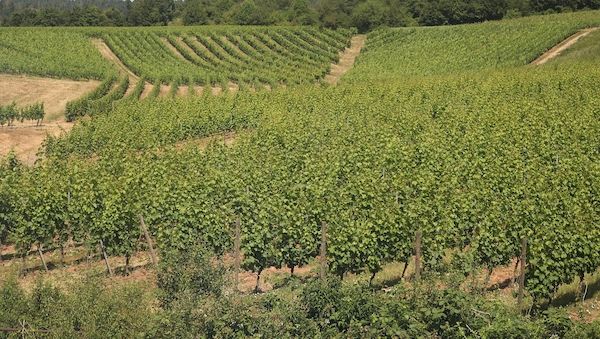 Bauernpräsident Rukwied: "Weinbau ist in der größten Krise"