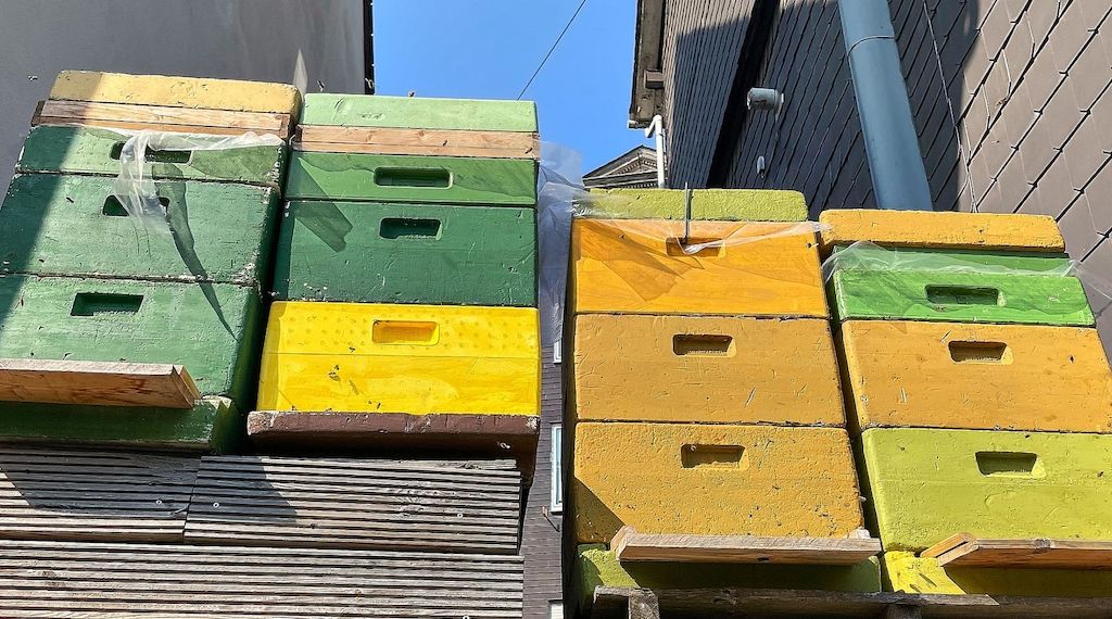 Imkerverein Cottbus erhält 3.000 Euro für Bienenprojekt