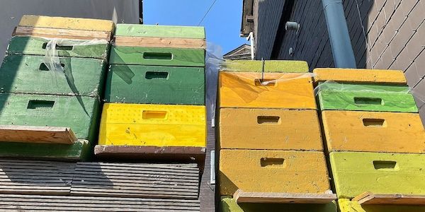 Imkerverein Cottbus erhält 3.000 Euro für Bienenprojekt