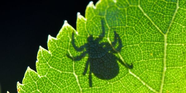 Borreliose-Zahlen in Berlin erreichen Rekordniveau