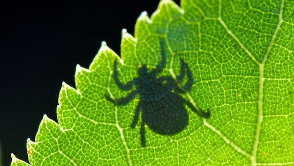 Borreliose-Zahlen in Berlin erreichen Rekordniveau
