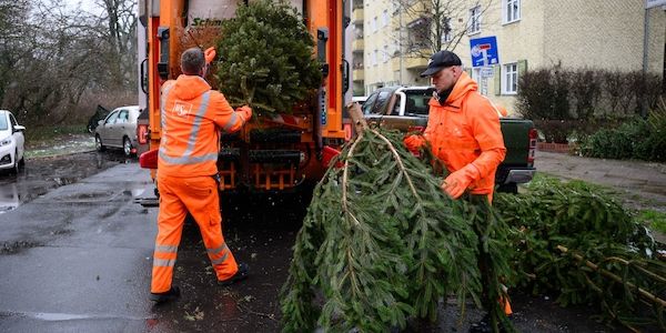 Weihnachtsbäume werden ab 10. Januar in Berlin abgeholt