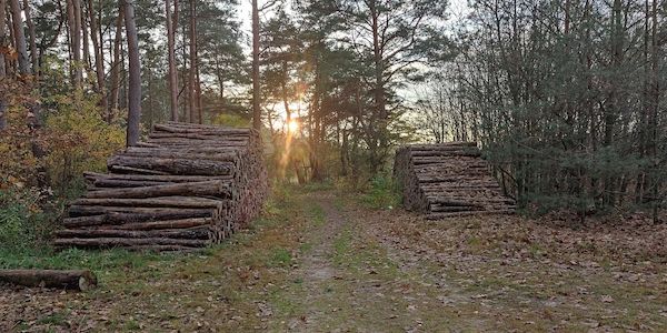 Anzahl der Baumschulbetriebe in Brandenburg gestiegen