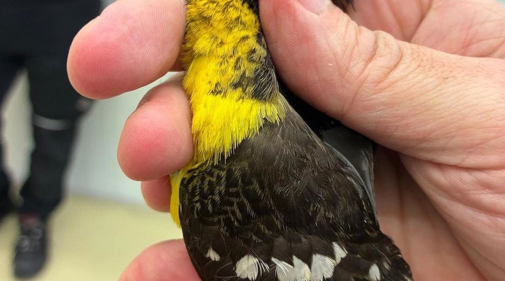 Zoll entdeckt seltene Singvögel im Handgepäck am Münchner Flughafen