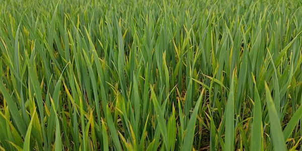 Anbau von Wintergetreide stagniert