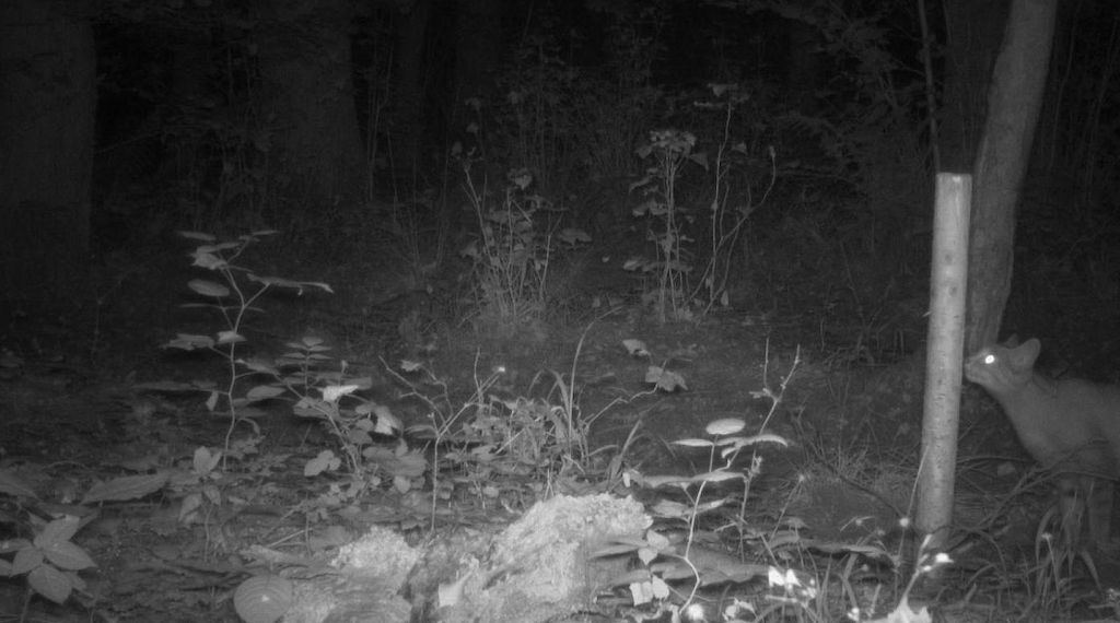 Erstmals Wildkatze im Biosphärenreservat Flusslandschaft Elbe nachgewiesen