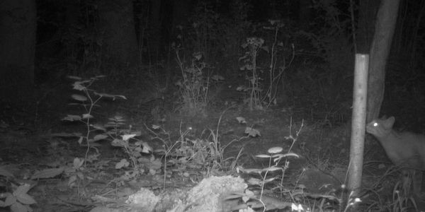 Erstmals Wildkatze im Biosphärenreservat Flusslandschaft Elbe nachgewiesen