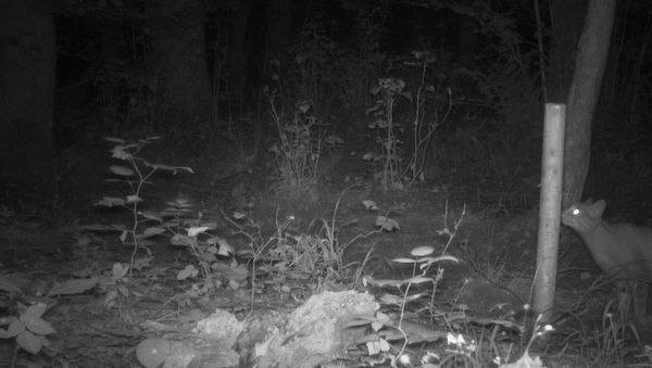 Erstmals Wildkatze im Biosphärenreservat Flusslandschaft Elbe nachgewiesen
