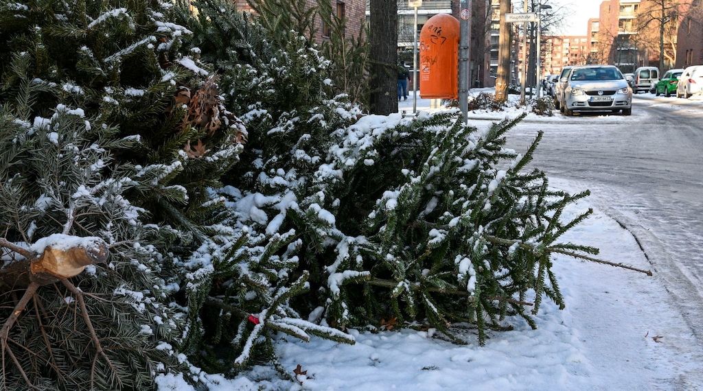 Berliner-Weihnachtsbäume werden abgeholt: Das muss man beachten