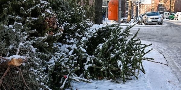 Berliner-Weihnachtsbäume werden abgeholt: Das muss man beachten