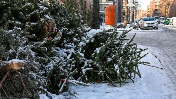 Berliner-Weihnachtsbäume werden abgeholt: Das muss man beachten