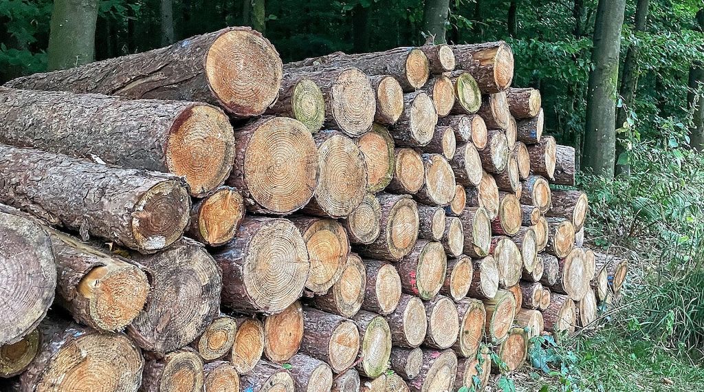 In deutschen Wäldern muss mehr abgeholzt werden