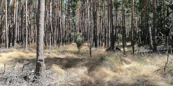 Minister fordern länderübergreifend mehr Waldumbau zu klimastabilen Mischwäldern