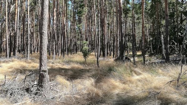 Minister fordern länderübergreifend mehr Waldumbau zu klimastabilen Mischwäldern