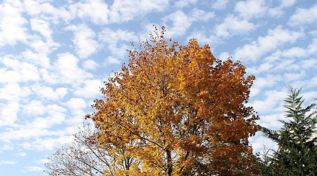 Düsseldorf fällt 96 Bäume im Stadtgebiet