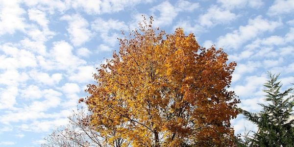 Düsseldorf fällt 96 Bäume im Stadtgebiet