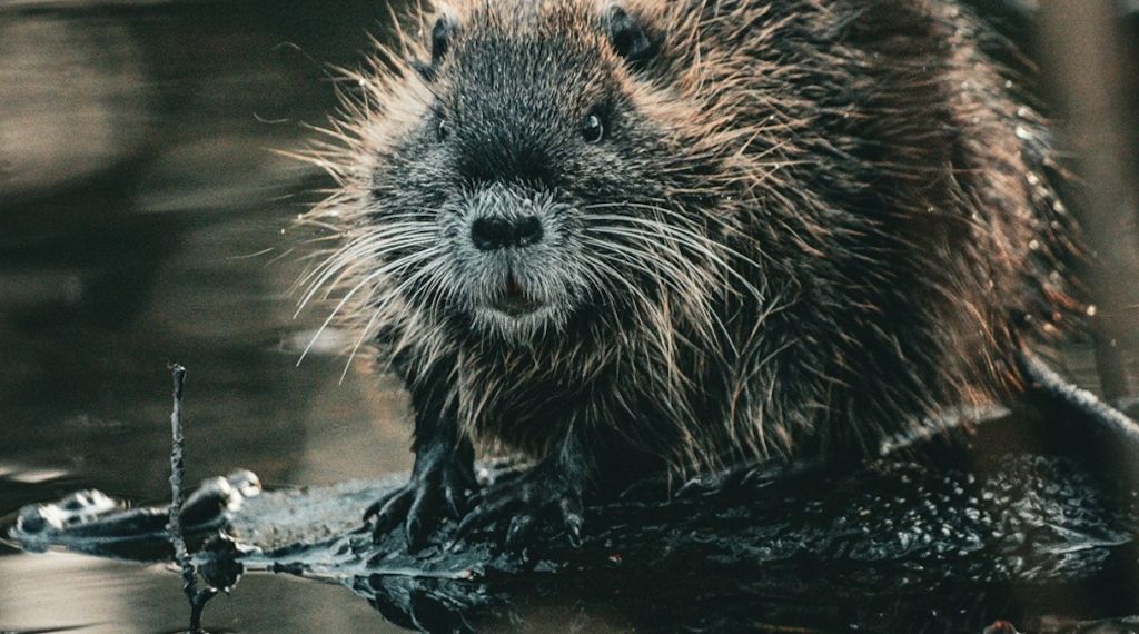 Und ewig grüßt das Bibertier