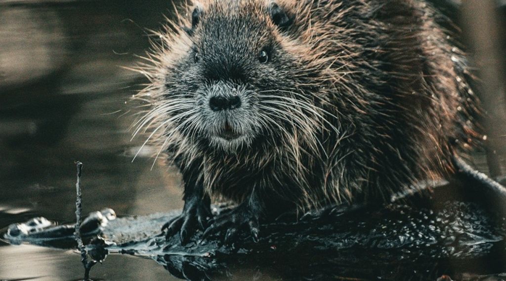 ARAG zum Murmeltiertag - Und ewig grüßt das Bibertier