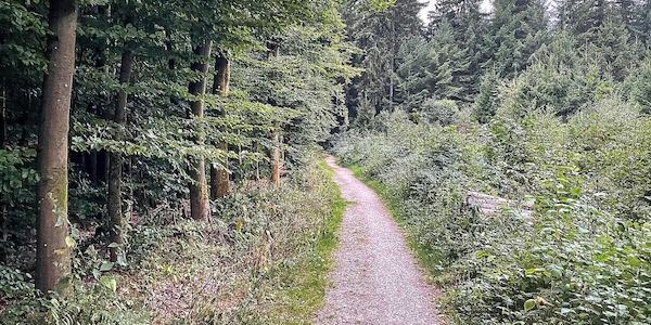 NRW fördert Wiederbewaldung mit weiteren 15 Millionen Euro